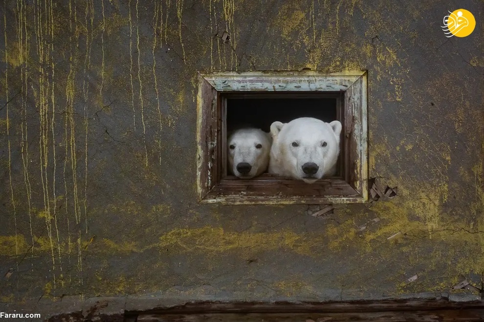 خرس های قطبی در یک ایستگاه هواشناسی متروکه در زمان اتحاد جماهیر شوروی/ Димитрий Кох